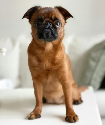 Брюссельский гриффон (Brussels Griffon) - это веселая, дружелюбная и  немного капризная порода собак. Фото, описание и отзывы.