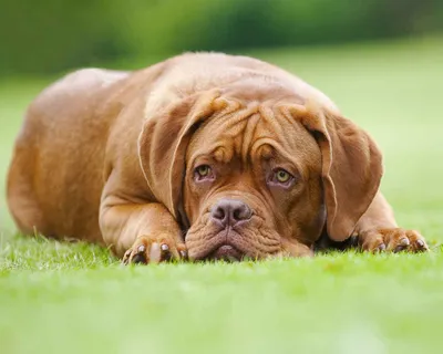 Бордоский дог (Dogue de Bordeaux) - это крупная, умная и очень смелая порода  собак. Фото, описание и отзывы о собаке.