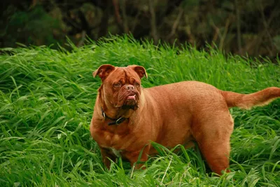 Бордоский дог (Dogue de Bordeaux) - это крупная, умная и очень смелая порода  собак. Фото, описание и отзывы о собаке.