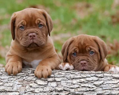 Бордоский дог (Dogue de Bordeaux) - это крупная, умная и очень смелая порода  собак. Фото, описание и отзывы о собаке.