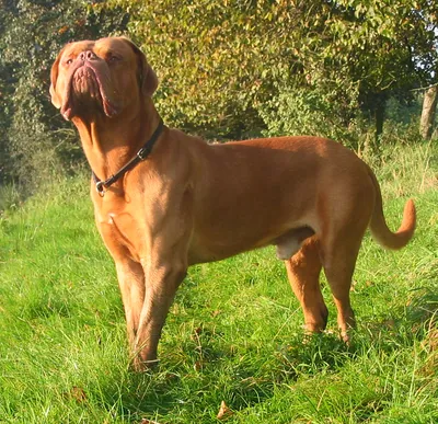 File:Dogue de Bordeaux standing.jpg - Wikimedia Commons