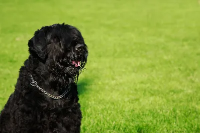 Русский черный терьер (Black Russian Terrier) - это это крепкая, ловкая и  мощная порода собак. Фото, отзывы и описание породы.