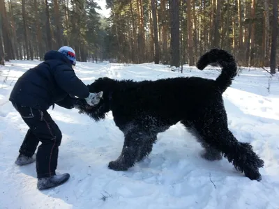 Русский черный терьер