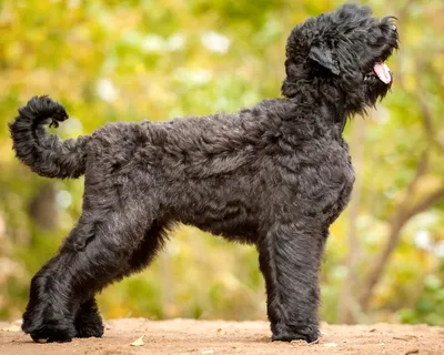 Русский черный терьер (Black Russian Terrier) - это это крепкая, ловкая и  мощная порода собак. Фото, отзывы и описание породы.