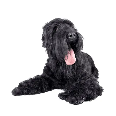 Русский черный терьер (Black Russian Terrier) - это это крепкая, ловкая и  мощная порода собак. Фото, отзывы и описание породы.