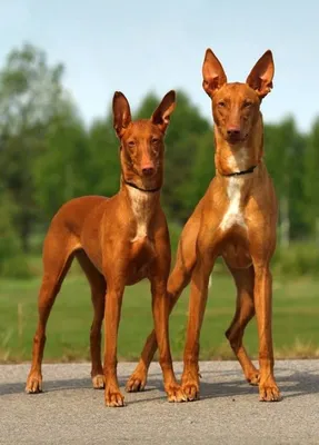 Экстерьер собаки миниатюрного Pinscher Стоковое Фото - изображение  насчитывающей трава, товарищ: 53271804