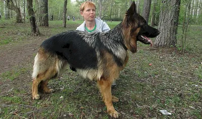 Немецкий ягдтерьер (Deutcher Jagdterrier) (Породы собак) ягдтерьер фото,  ягдтерьер купить, щенки ягдтерьера, ягдтерьер видео, собака ягдтерьер,  порода ягдтерьер, немецкий ягдтерьер, купить щенка ягдтерьера Энциклопедия  о животных EGIDA.BY