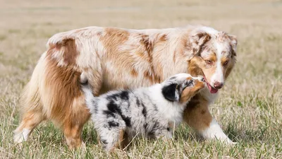 Топ-15 самых дорогих пород собак в мире - Purina.ru