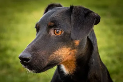 экстерьер собаки doberman стоковое изображение. изображение насчитывающей  намордник - 20435407