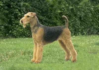 Эрдельтерьер (Airedale Terrier) | Мир собак. Журнал о собаках. Доска  объявлений. Породы. Дрессировка.