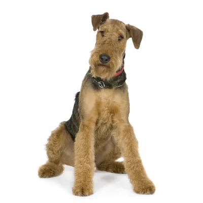 Эрдельтерьер порода собак. | Airedale terrier, Dressage chien, Lakeland  terrier