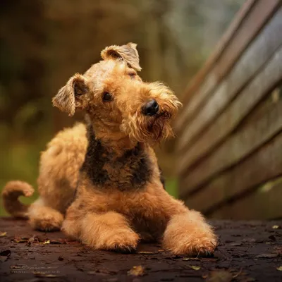 Эрдельтерьер (Airedale Terrier) - порода очень умная, смелая и игривая.  Фото, описание и отзывы о собаке.