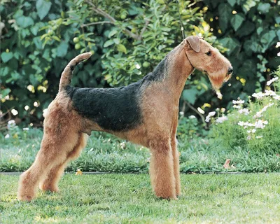 Эрдельтерьер (Airedale Terrier) - порода очень умная, смелая и игривая.  Фото, описание и отзывы о собаке.