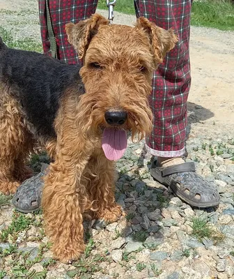 Эрдельтерьер (Airedale Terrier) - порода очень умная, смелая и игривая.  Фото, описание и отзывы о собаке.