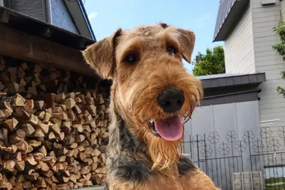 Эрдельтерьер: описание породы, 🐕 характер, фото