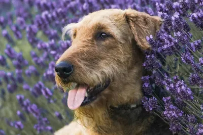 Эрдельтерьер (Airedale Terrier) - порода очень умная, смелая и игривая.  Фото, описание и отзывы о собаке.