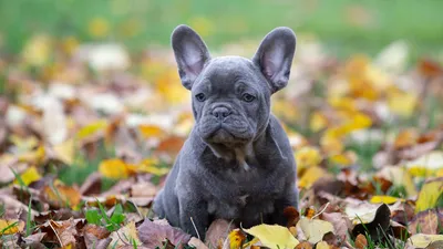 Французский бульдог - Елітний Розплідник - LUXPOM!