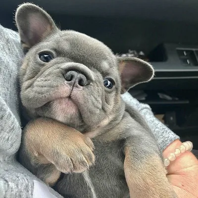 Французский бульдог - Елітний Розплідник - LUXPOM!