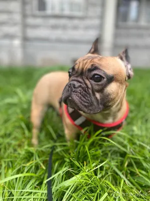 Корм для взрослых собак породы французский бульдог, Royal Canin French  Bulldog Adult купить с доставкой в интернет-магазине зоогастроном.ру