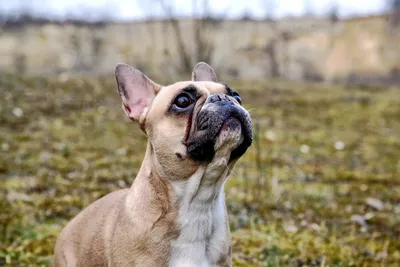 Сухой корм Royal Canin French Bulldog Adult для собак породы французский  бульдог – Корм для собак