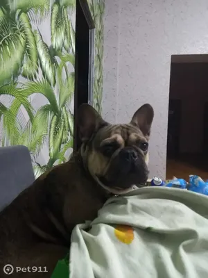 Royal Canin French Bulldog Adult ( Роял Канин Французский бульдог ) Корм  сухой для взрослых собак породы Французский Бульдог от 12 месяцев. Купить с  доставкой по Туле. Выгодная цена - 2 063 руб.