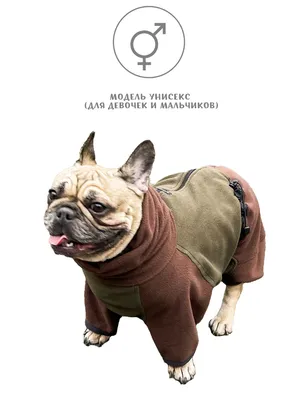 https://www.nur.kz/household/pets/2055287-frantsuzskiy-buldog-kak-vyglyadit-pes-kakoy-u-nego-harakter-i-kak-pravilno-za-nim-uhazhivat/