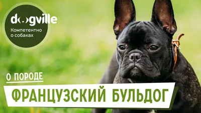 французский бульдог - Порода собак - Информация и особенностях | Хиллс