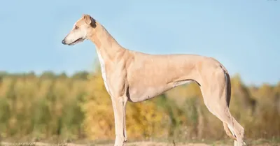 Левретка (Italian Greyhound) - это небольшая, стройная, изящная порода  собака. Описание, отзывы и фото собаки.