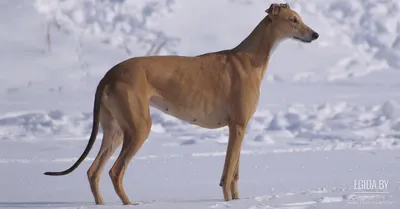 Левретка (Italian Greyhound) - это небольшая, стройная, изящная порода  собака. Описание, отзывы и фото собаки.