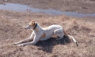 Greyhound Lunges Тень Самая Быстрая Порода Собак — стоковая векторная  графика и другие изображения на тему Грейхаунд - Грейхаунд, Скорость, Собака  - iStock