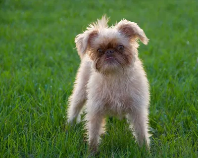 Брюссельский гриффон (Brussels Griffon) - это веселая, дружелюбная и  немного капризная порода собак. Фото, описание и отзывы.