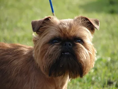 Брюссельский гриффон (Brussels Griffon) - это веселая, дружелюбная и  немного капризная порода собак. Фото, описание и отзывы.