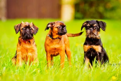 Брюссельский гриффон: описание 🐕 породы собак, характер, фото