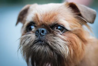 Брюссельский гриффон: описание 🐕 породы собак, характер, фото