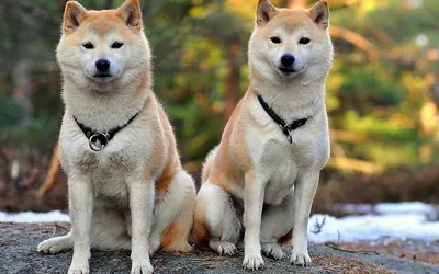 Акита Ину (Akita Inu) - легендарная порода собак родом из Японии. Описание,  отзывы, питомники.