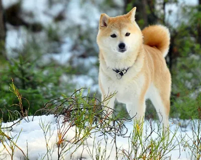 Акита Ину (Akita Inu) - легендарная порода собак родом из Японии. Описание,  отзывы, питомники.