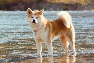 Akita inu