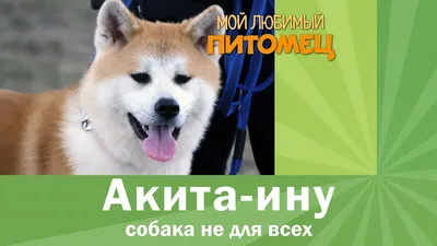 японская порода собак Akita Inu располагается на фоне зеленой травы  городского газона Стоковое Фото - изображение насчитывающей меховой, одно:  218841160