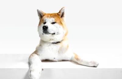 Dogi блог » Акита Ину (Akita Inu) Информация о породе собак, фотографии,  характеристики, темперамент и факты - Dogi Blog