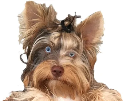 Йоркширский терьер (Yorkshire Terrier) – фото, описание породы, стрижка и  одежда, отзывы владельцев