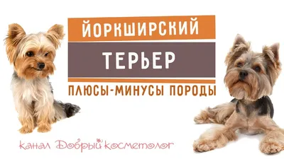 Йоркширский терьер,йорк мини., Вся Беларусь, Цена: 800 р., 34289