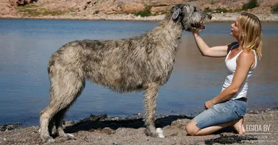 Ирландский волкодав (Irish Wolfhound) - это большая, бесстрашная и сильная порода  собак. Отзывы, описание и фото породы.