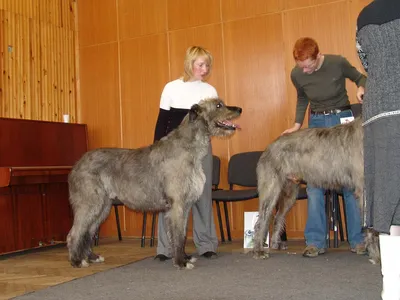 Купить Лучшие породы собак ирландский волкодав хаски вельш-корги Vizsla  постеры холст картина абстрактные милые домашние животные стены искусства  комнаты домашний декор | Joom