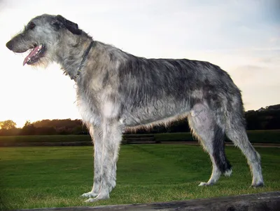 Ирландский волкодав / Irish Wolfhound - PetsPoint.ru