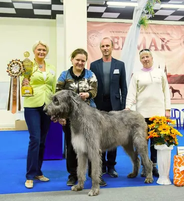 Спокойствие, только спокойствие\": топ-5 самых миролюбивых пород собак