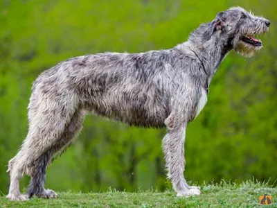 Характеристика породы, описание 🐕 волкодава, характер и дрессировка -  Гульдог