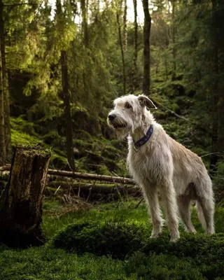 Irish wolfhound puppy Lulu | Irish wolfhound, Irish wolfhound dogs,  Wolfhound