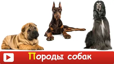 Все породы собак на букву Р с фото и описанием | dogsacademy