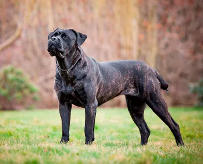 Какая нужна будка Кане Корсо (cane corso)?