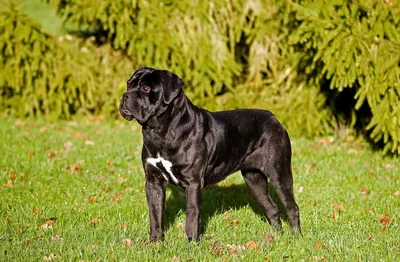 Кане корсо (Cane Corso) – это бесстрашная и очень преданная порода собак.  Описание, фото, отзывы владельцев.